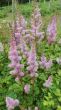 Astilbe chinensis ( tawułka chińska - wysoka) różowy, VIII-IX