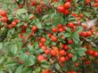Cotoneaster  dameri  ( irga szwedzka) 