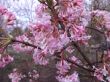 Viburnum bodnantense ( kalina bodnanska  ) 