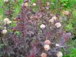 Physocarpus opulifolius - pęcherznica liście jasno bordowe