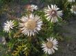 Carlina acaulis (dziewięćsił bezłodygowy) VII - IX 