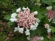 Viburnum sargenti ( kalina sargenta )