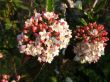 Viburnum  burkwoodii ( Kalina Burkwooda) pachnąca