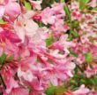 Weigela florida ( wajgela, krzewuszka ) wczesna, kwiaty drobne, różowe