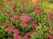 Spirea japonica - tawuła japońska - ciemny róż