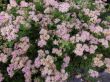 Spirea japonica ( tawuła japońska niska ) 