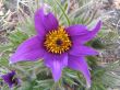 Pulsatilla hybride (sasanka ogrodowa)- fioletowa