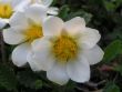 Dryas octopetala ( dębik ośmiopłatkowy ) 