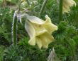 Pulsatilla  (sasanka żółta ),   IV-V