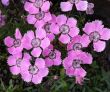 Dianthus glacialis  (goździk lodnikowy, lodowcowy )