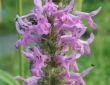 Stachys officinalis ( bukwica lekarska) 
