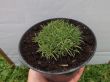 Dianthus arpadianus ( goździk arpadianus) 