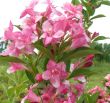 Weigela florida ( krzewuszka różowa) 