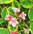 Weigela florida variegata ( krzewuszka pstra) 